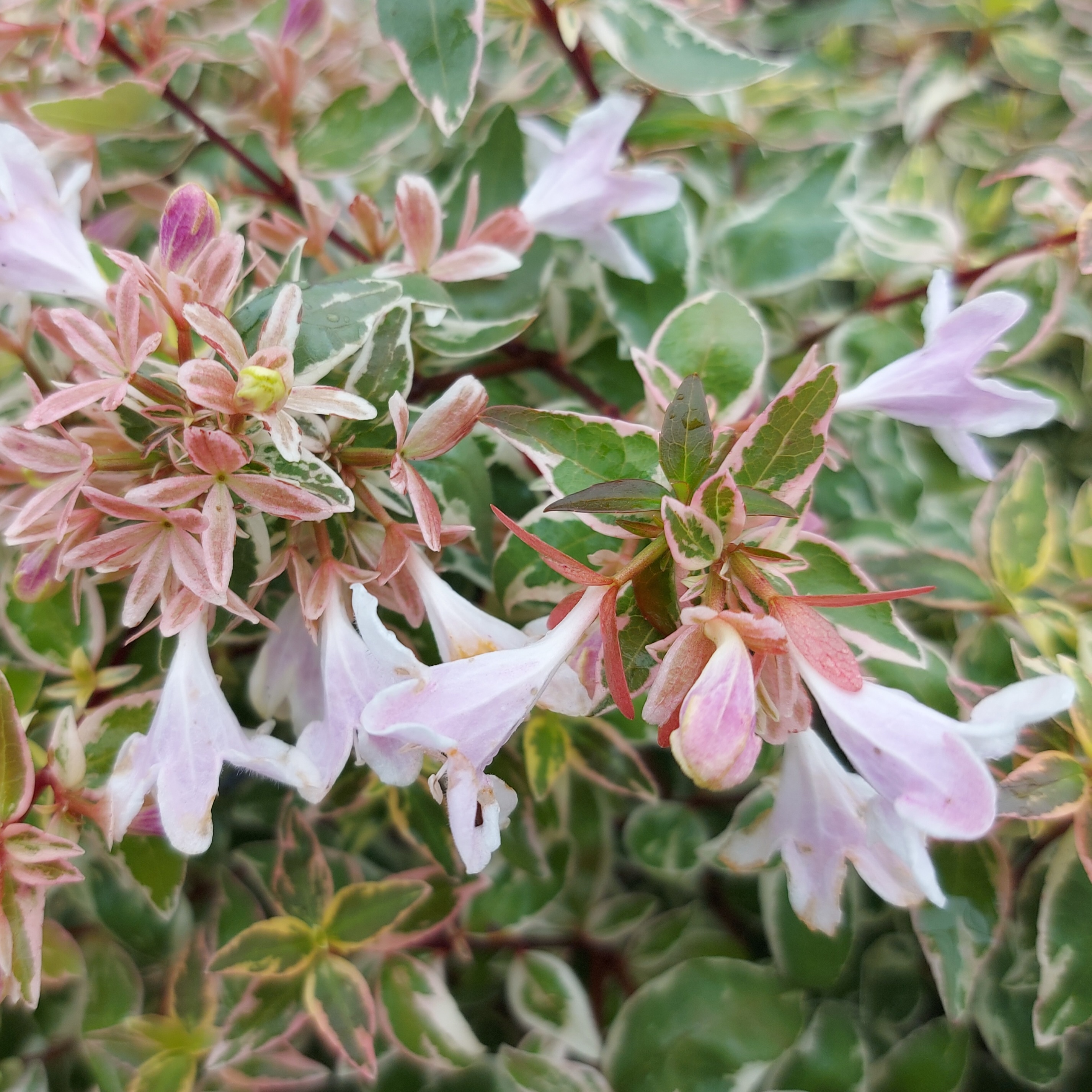 Abelia grandiflora Steredenn 1