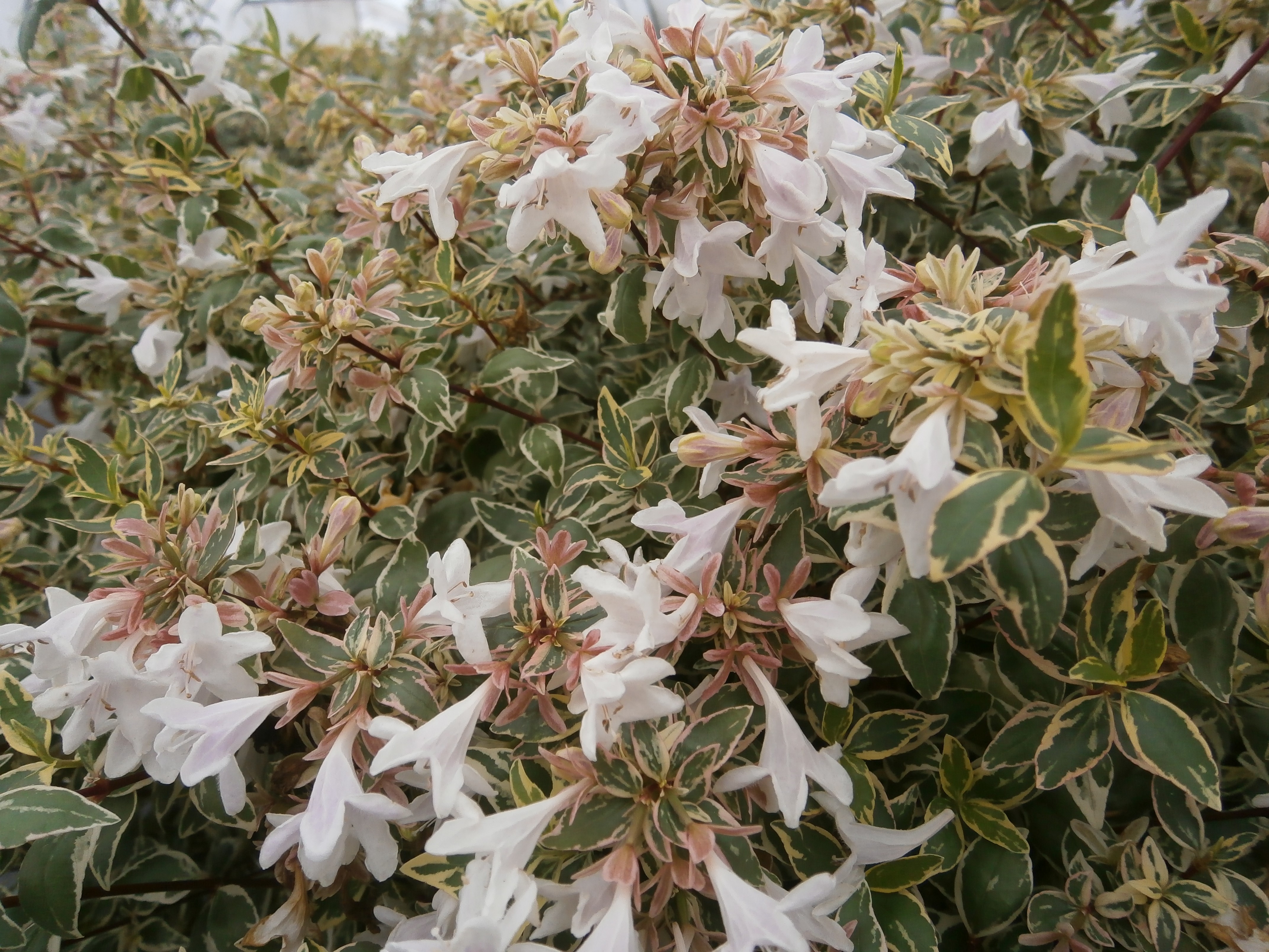 Abelia grandiflora Steredenn