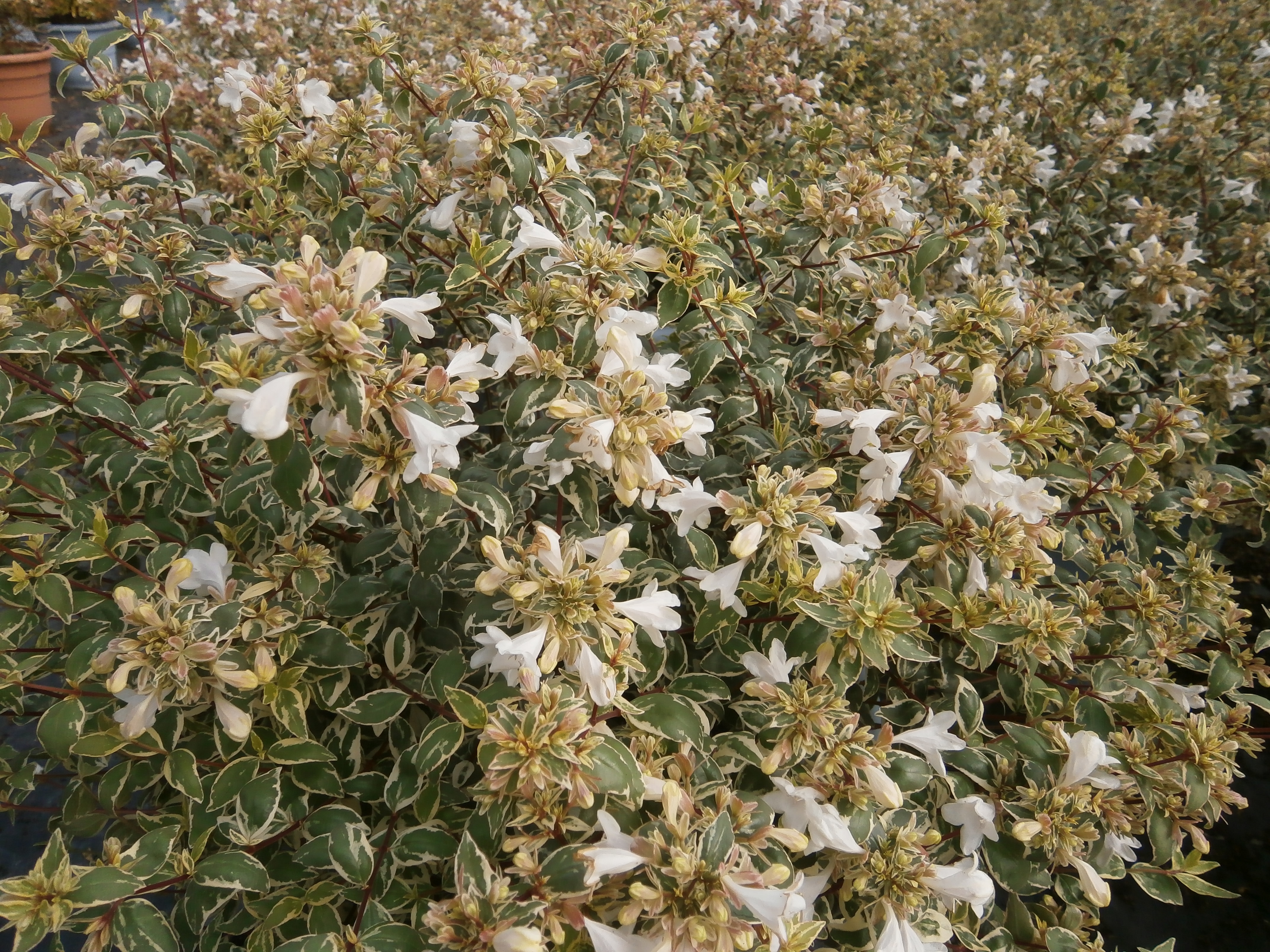 Abelia grandiflora Steredenn 2