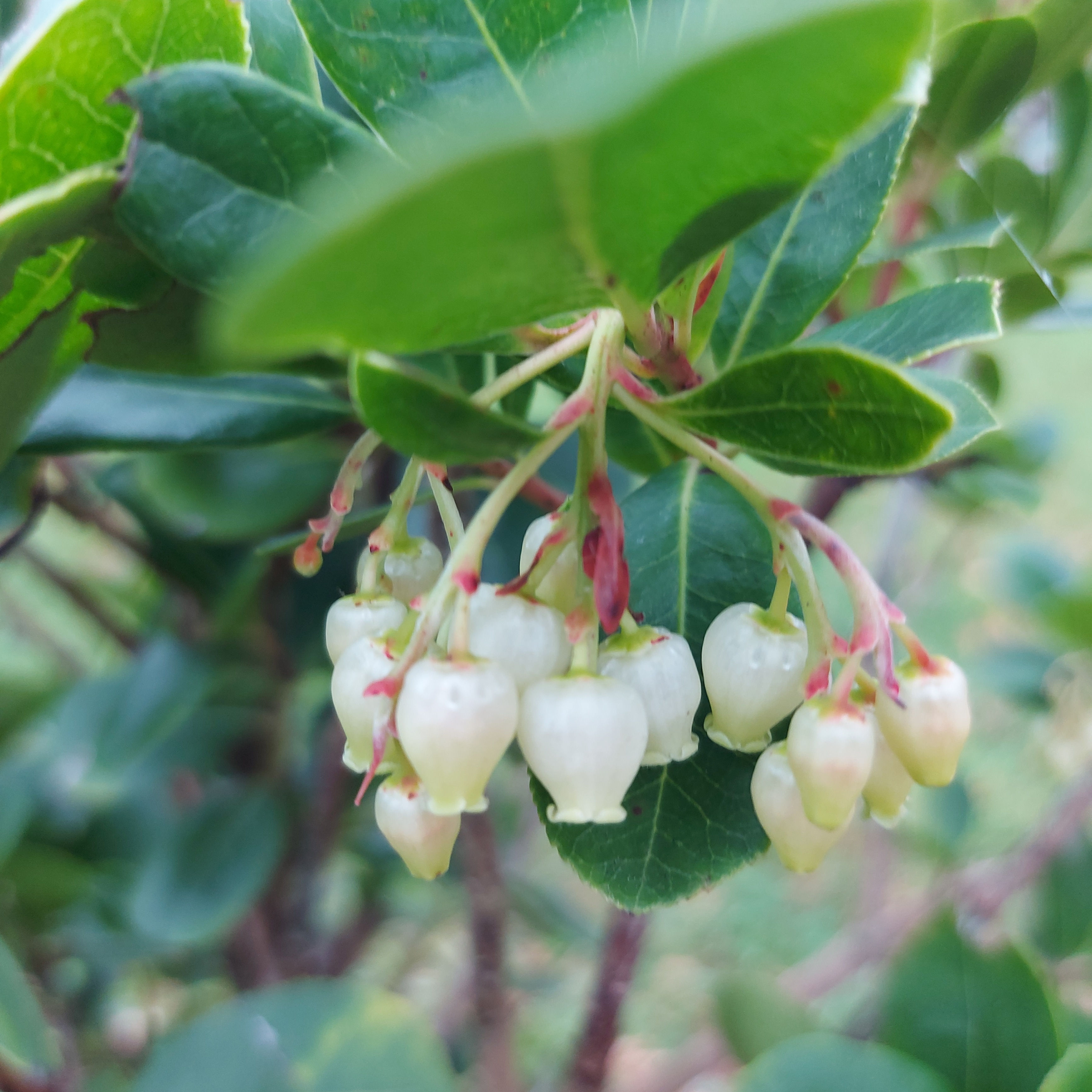 Arbutus unedo Peace and Love
