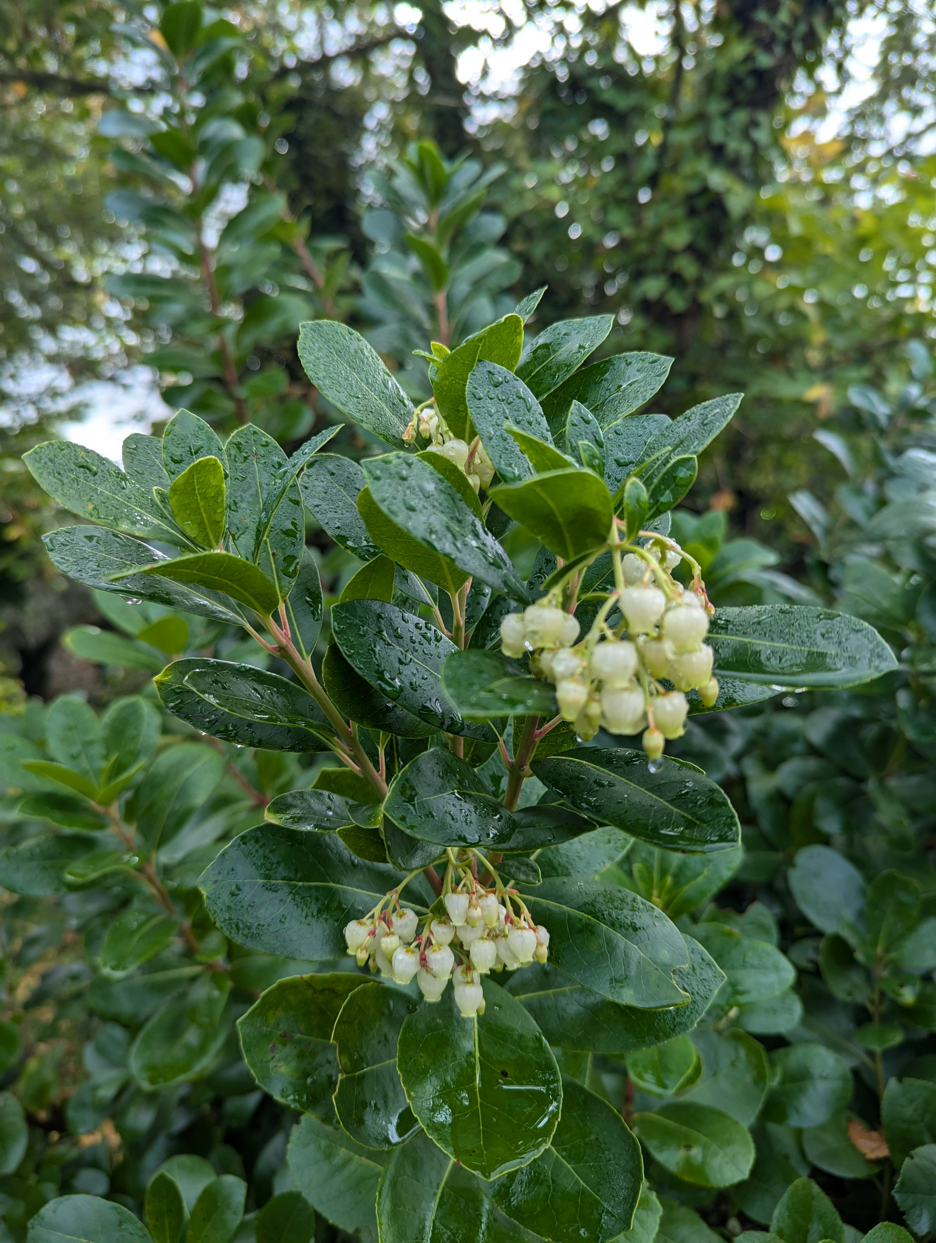 Arbutus unedo Peace and Love 2
