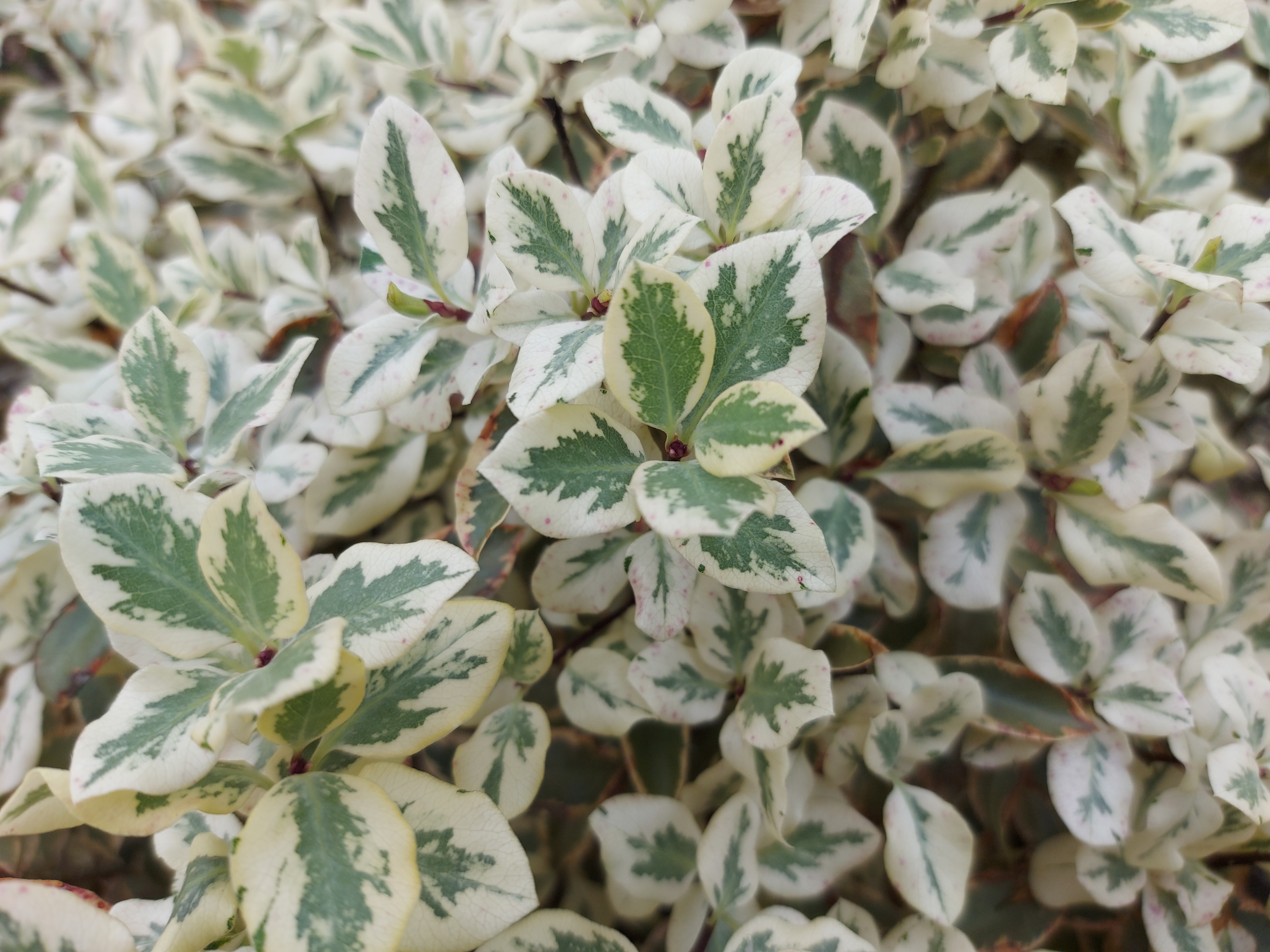 Pittosporum tenuifolium Diana