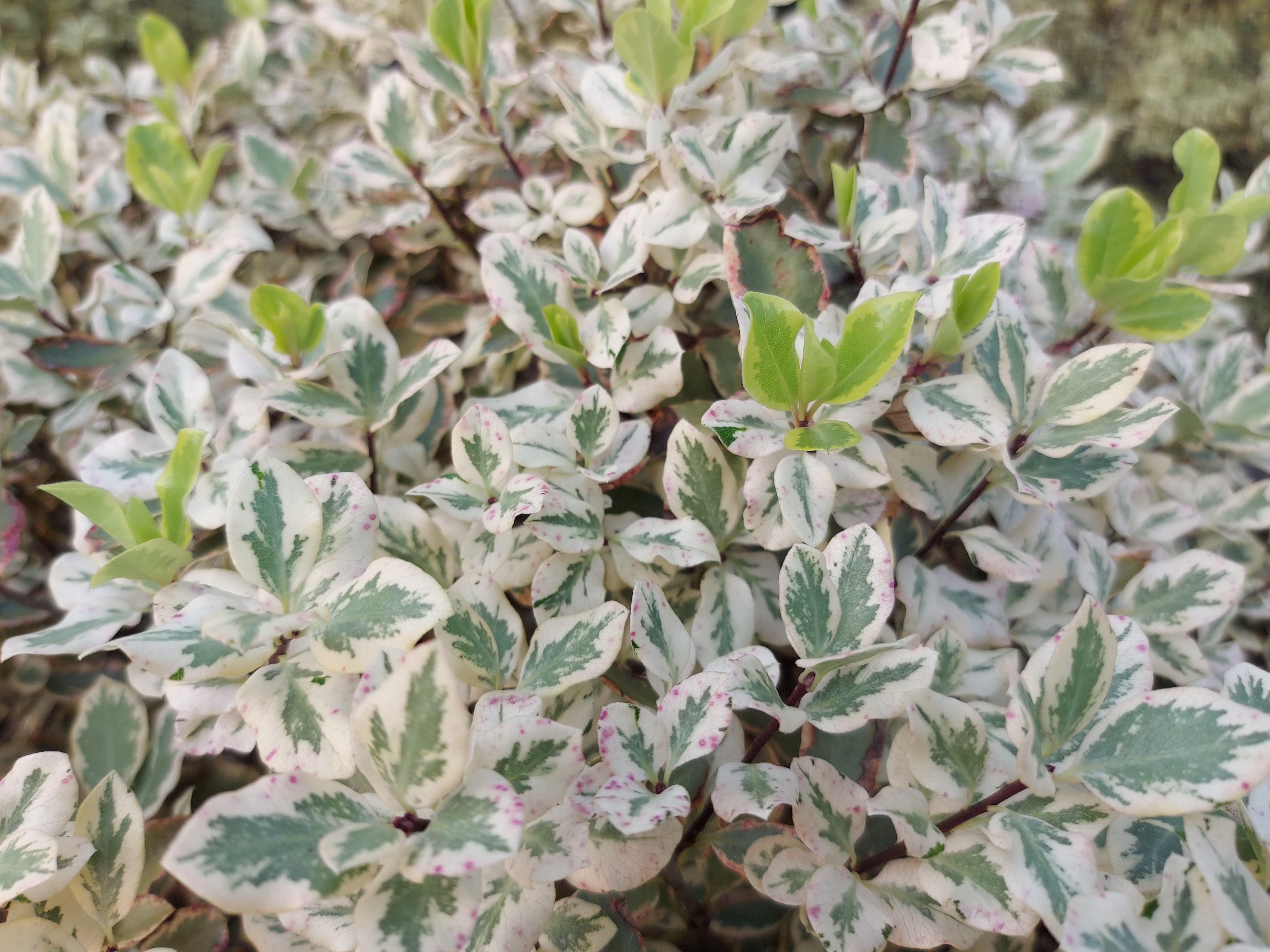 Pittosporum tenuifolium Diana 1