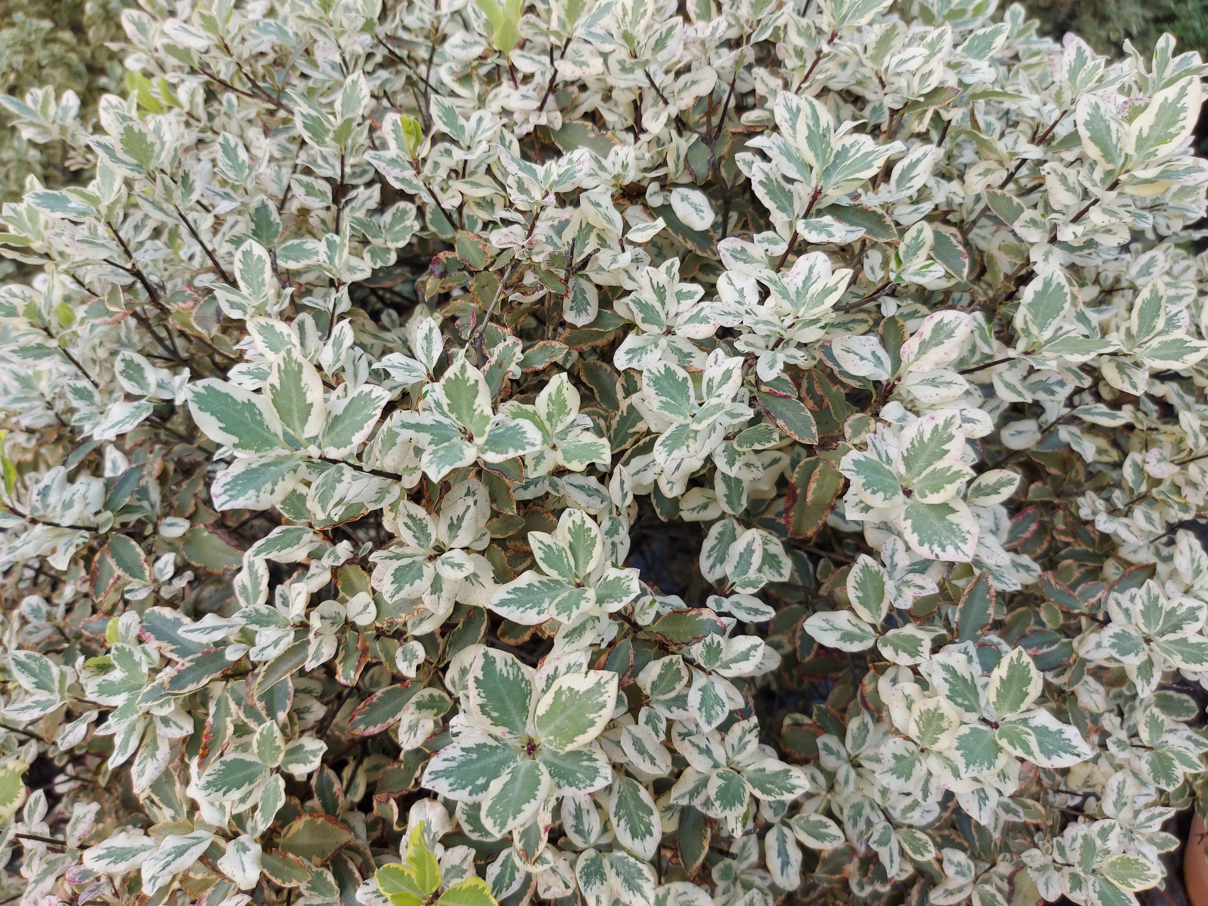 Pittosporum tenuifolium Diana 2